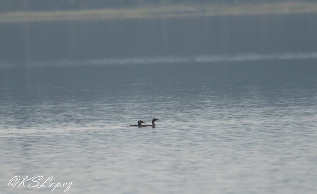 Red-necked Grebe - ML111793001