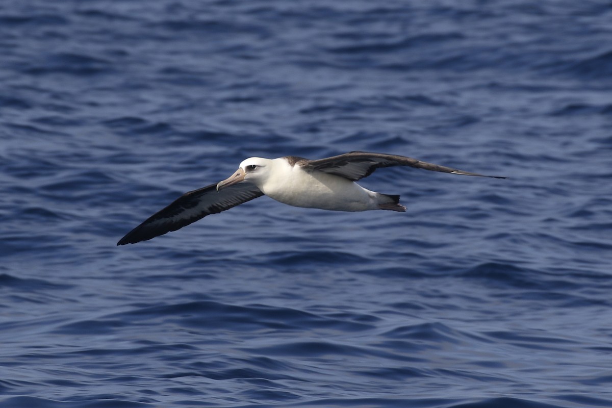 Laysan Albatross - ML111794351