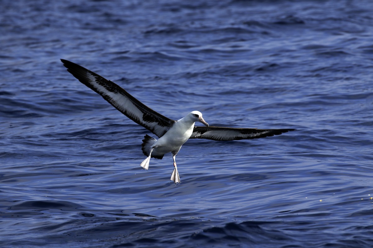 Laysan Albatross - ML111794361