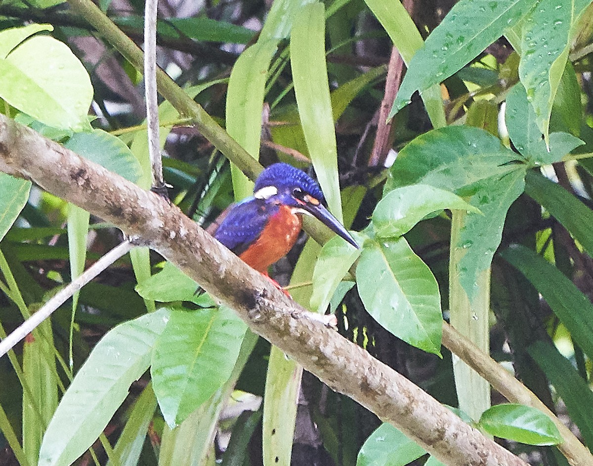 Blue-eared Kingfisher - ML111797141