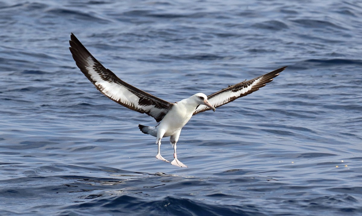 Laysan Albatross - Blair Bernson