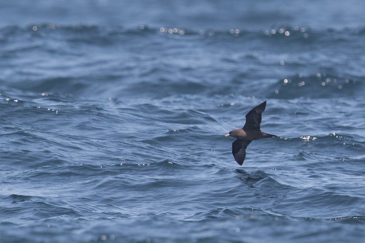 Flesh-footed Shearwater - ML111800061