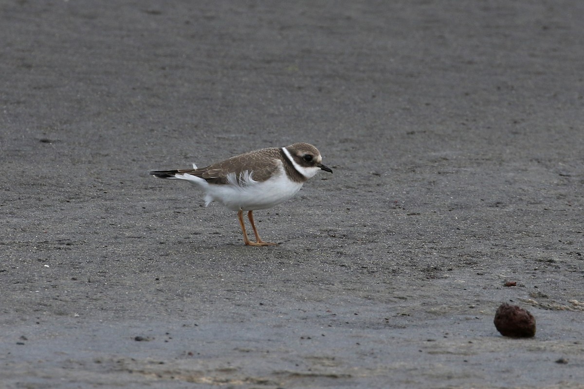Common Ringed Plover - Dave Beeke