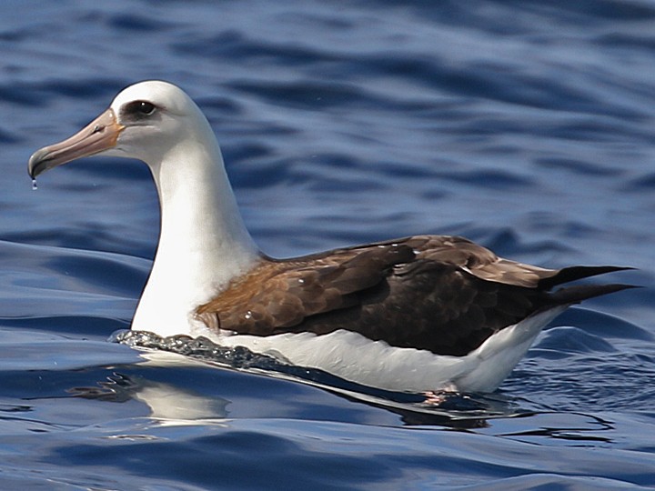 Laysan Albatross - ML111804811