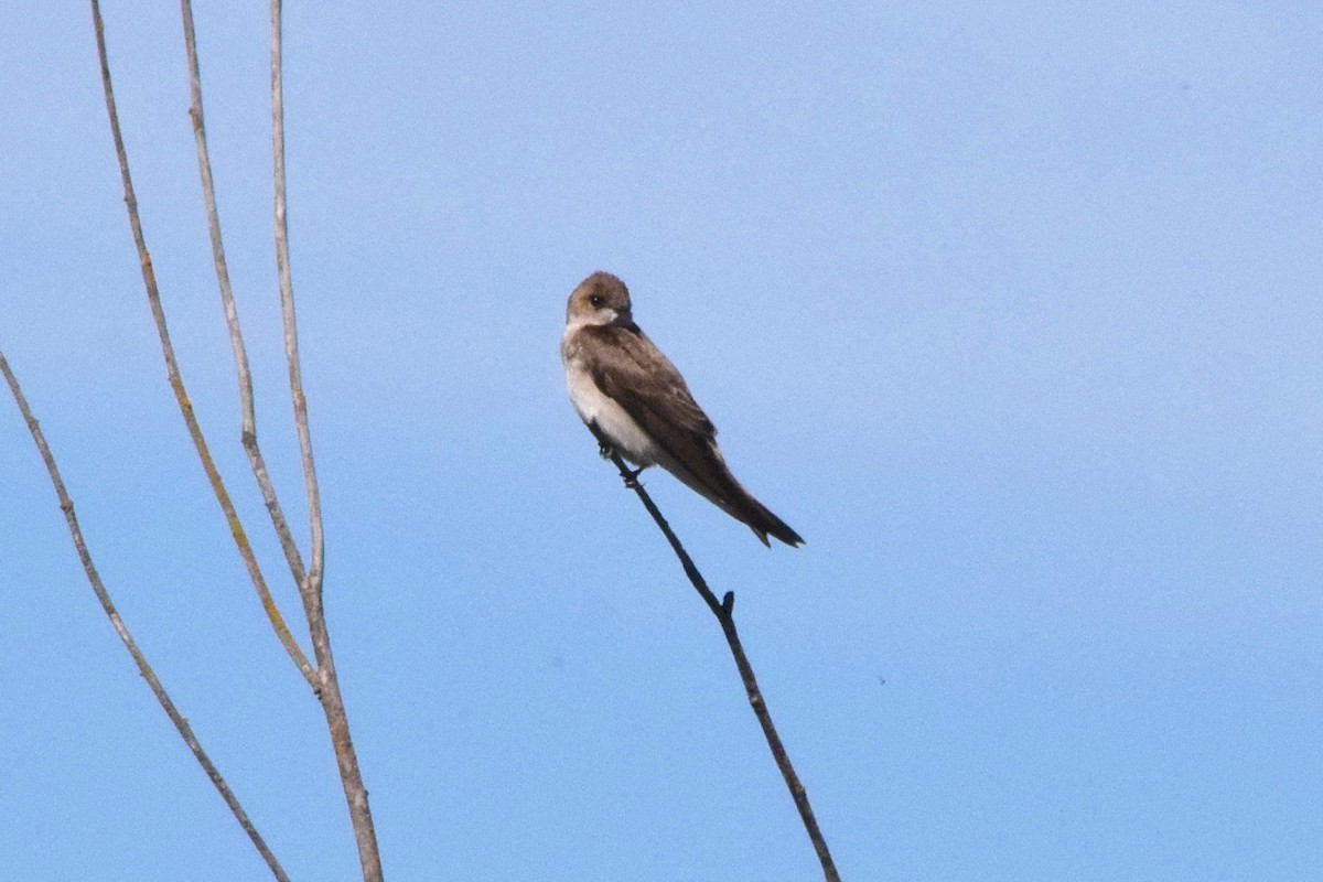 Northern Rough-winged Swallow - ML111807121