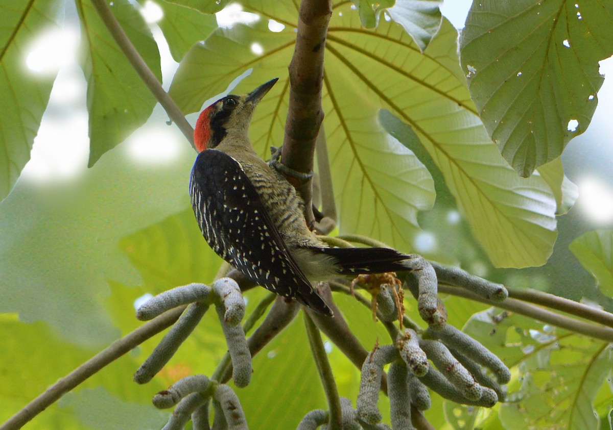 Black-cheeked Woodpecker - Jorge Dangel