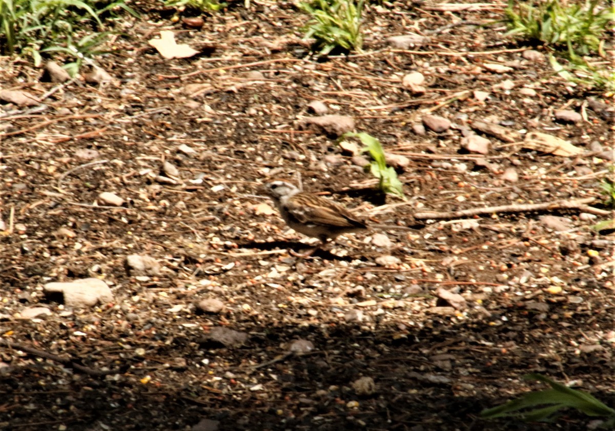 Chipping Sparrow - ML111808481