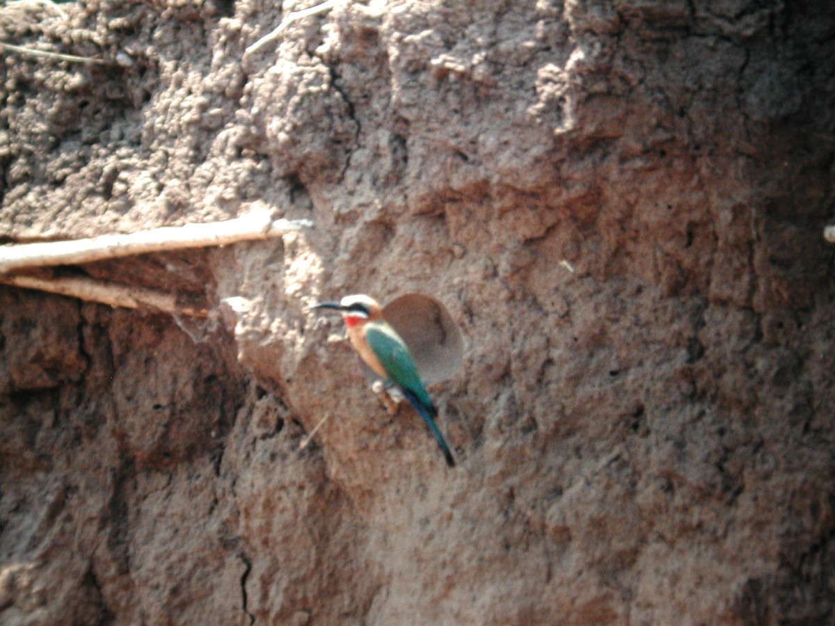 White-fronted Bee-eater - ML111810071