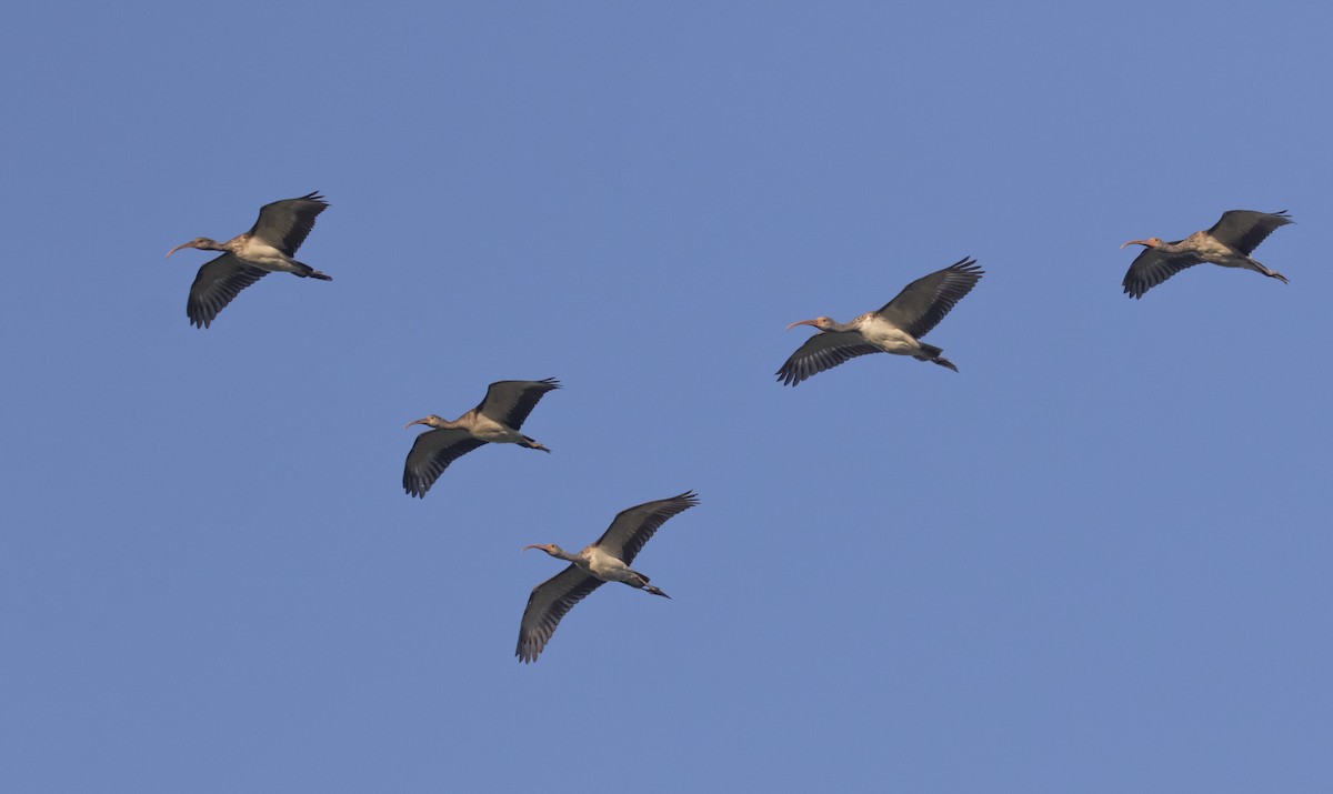 ibis bílý - ML111810131