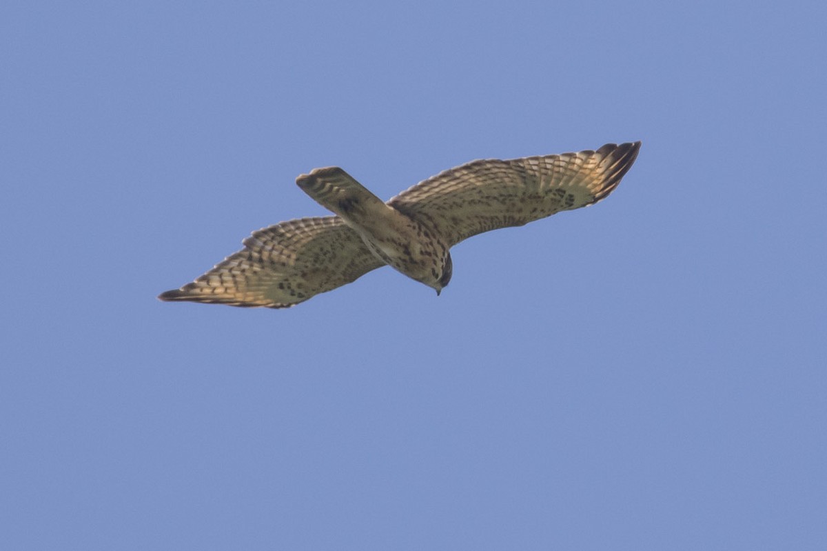 Red-shouldered Hawk - Michael Todd