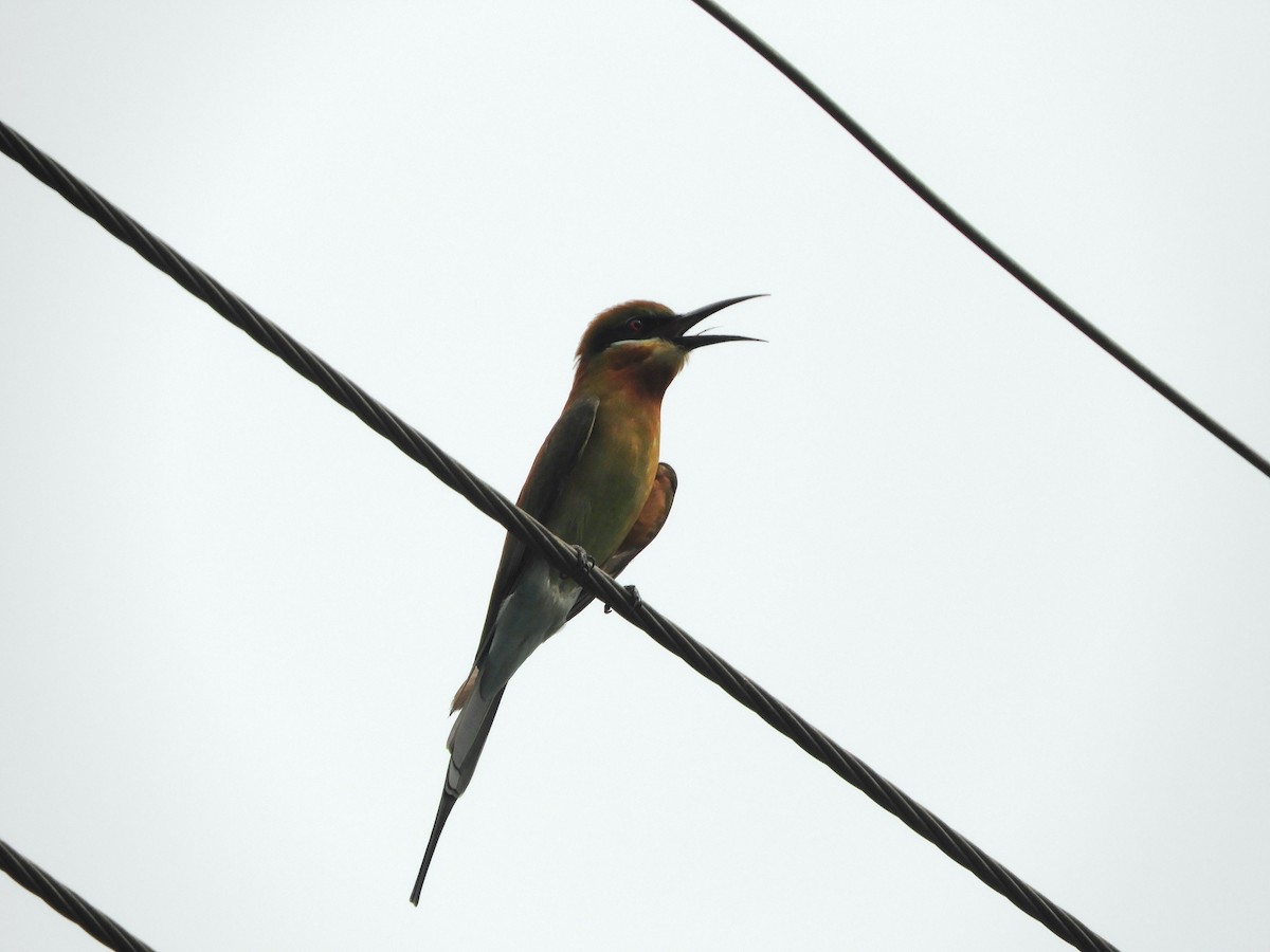 Blue-tailed Bee-eater - Debayan Gayen