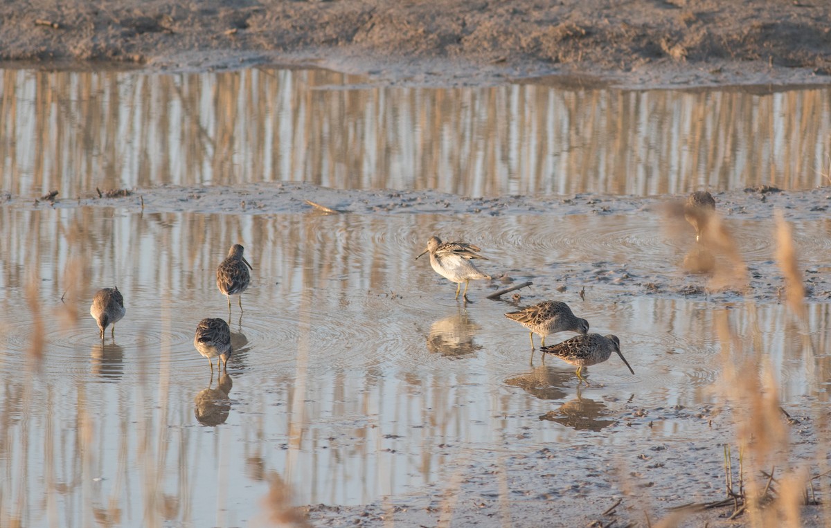 Long-billed Dowitcher - ML111815241