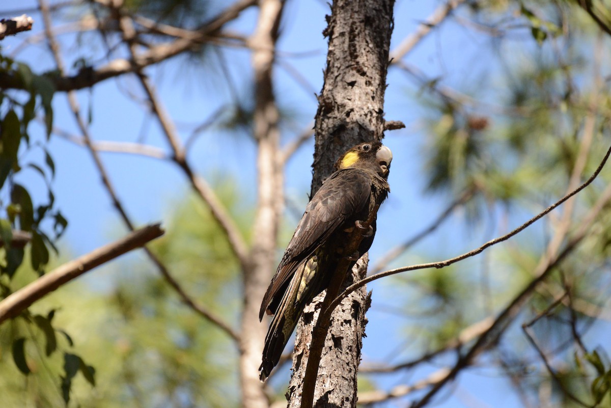 Yellow-tailed Black-Cockatoo - David King