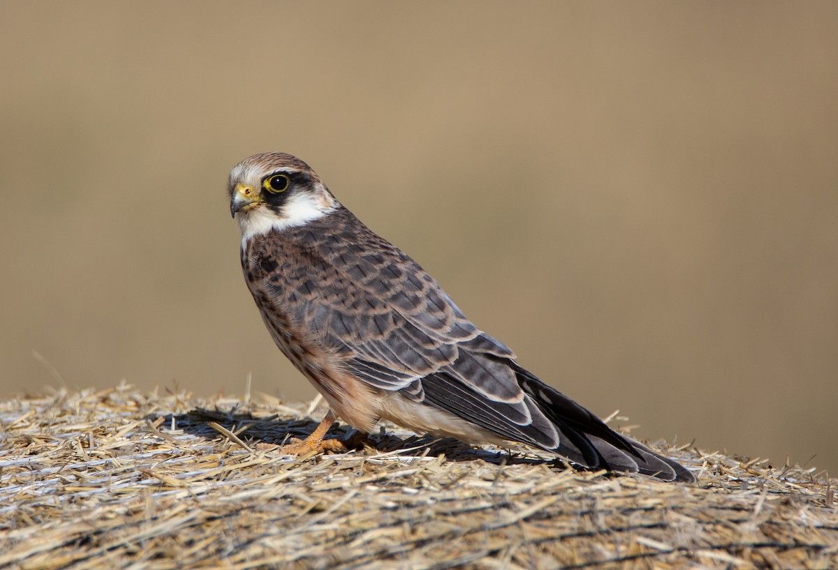 Red-footed Falcon - ML111817431