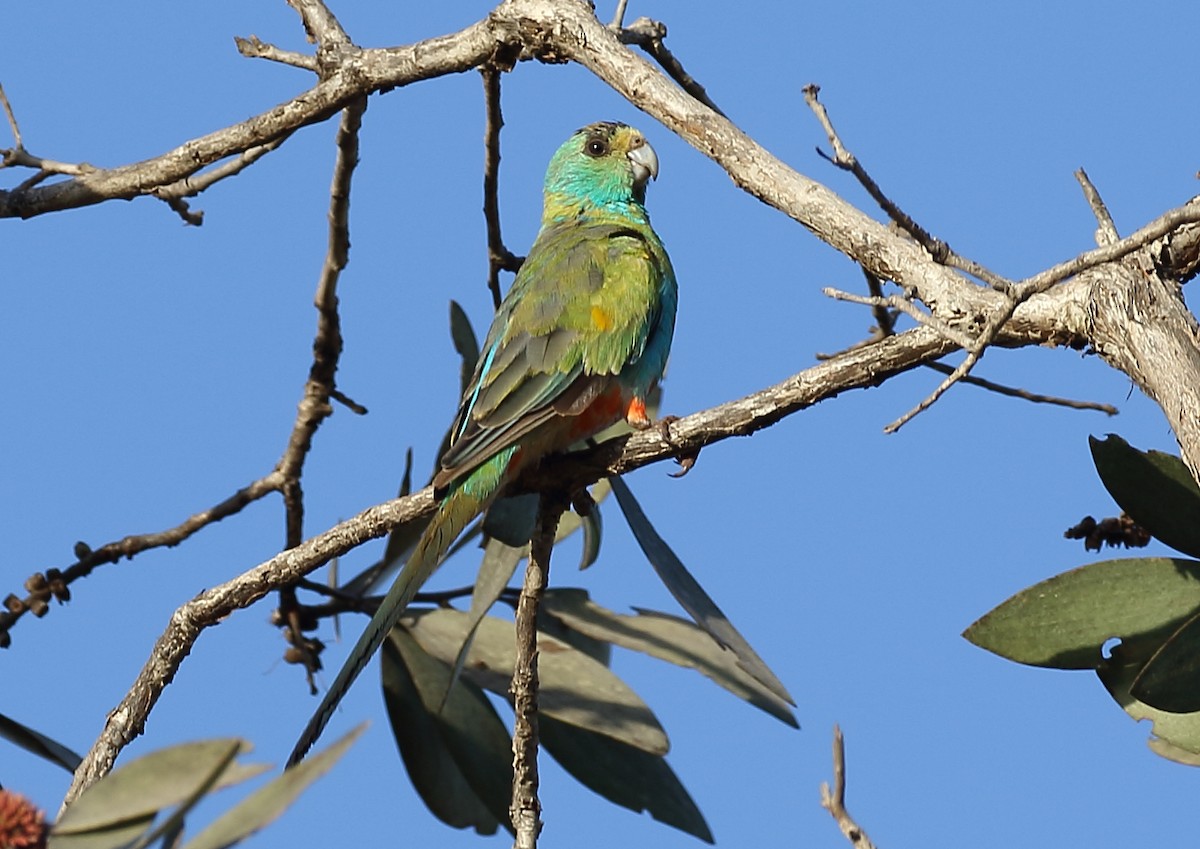 Golden-shouldered Parrot - Michael Rutkowski