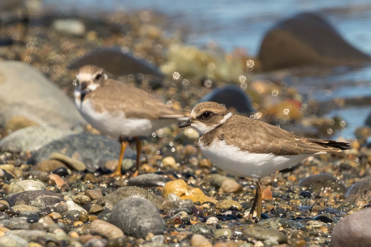 Semipalmated Plover - ML111829111