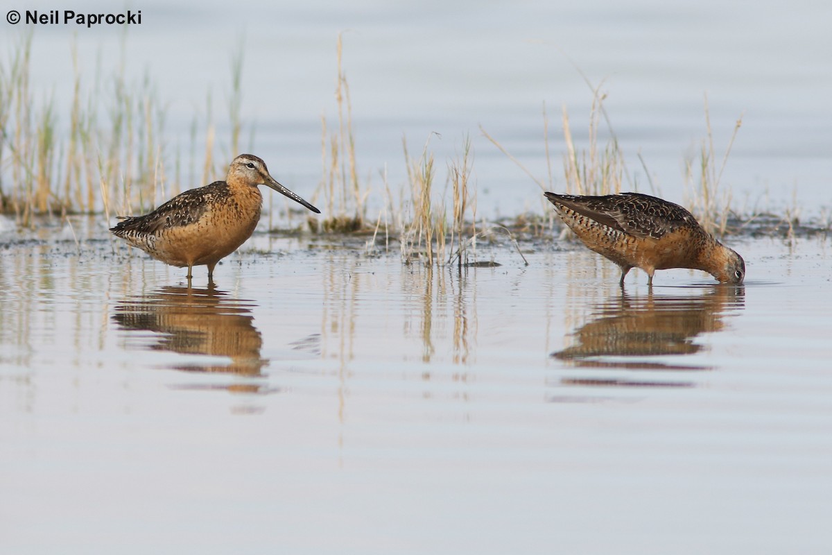 Long-billed Dowitcher - ML111829191