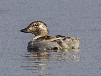 Long-tailed Duck - ML111830851