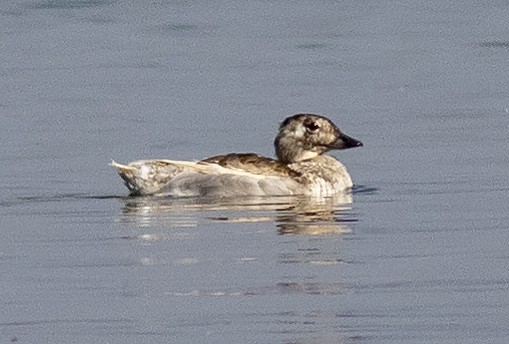 Long-tailed Duck - ML111830861