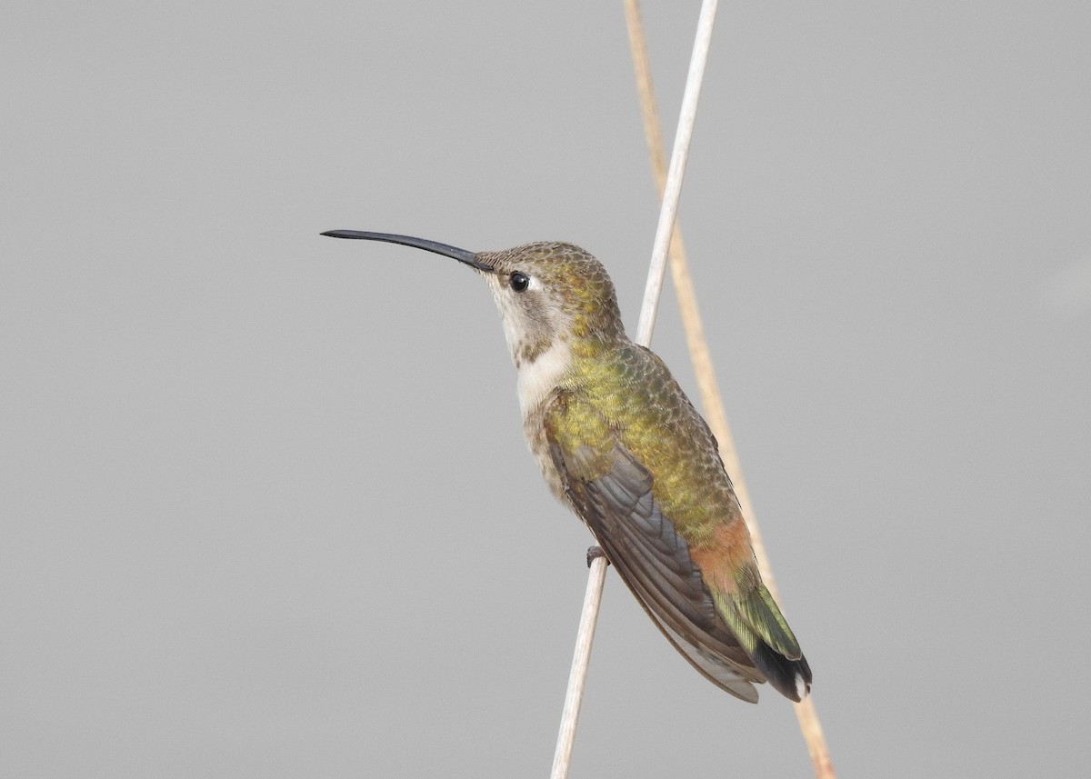 Oasis Hummingbird - Saskia Hostens
