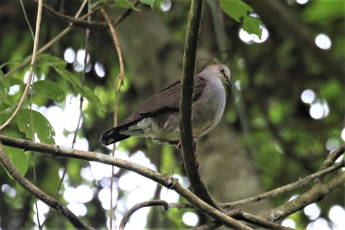 Gray-chested Dove - ML111832191