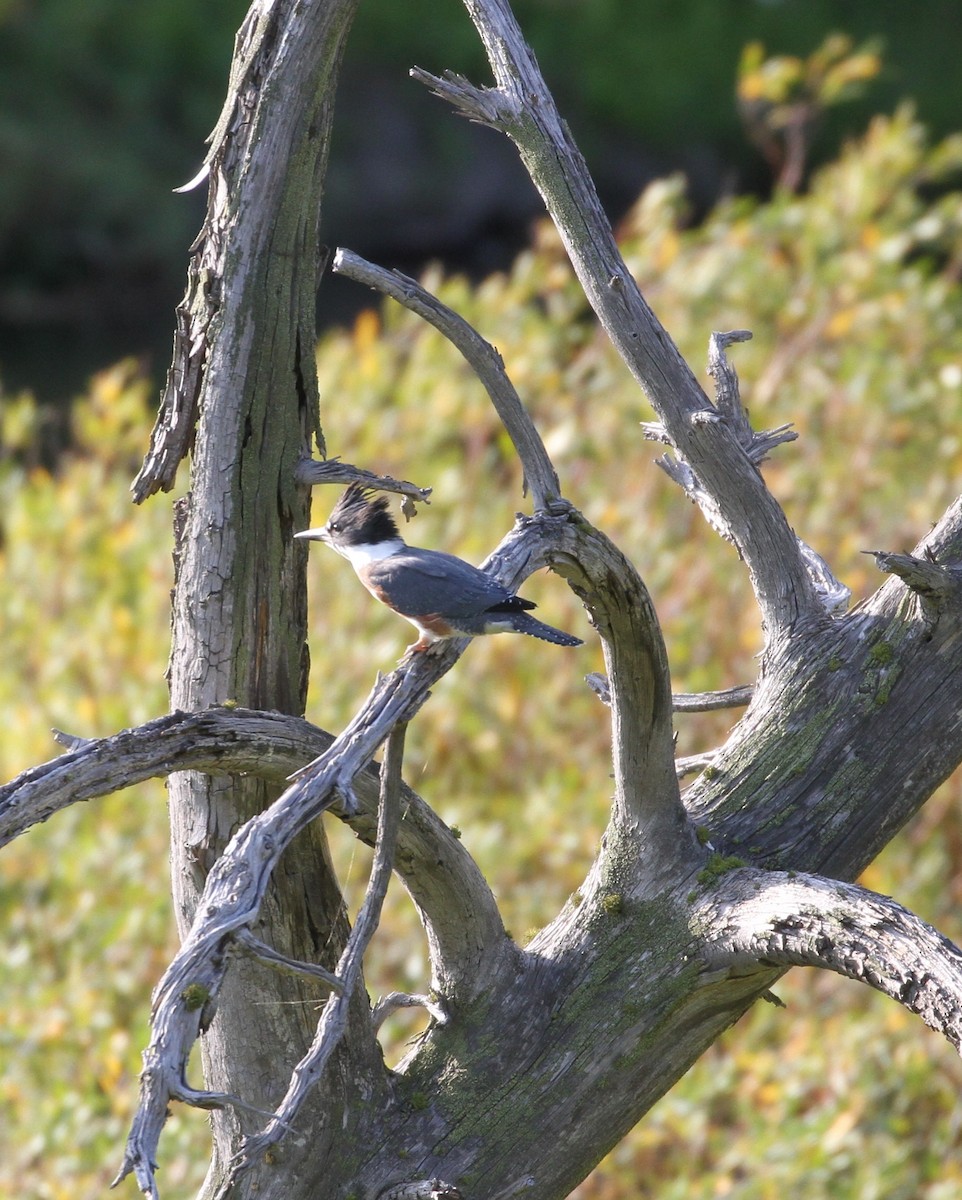Belted Kingfisher - ML111834481