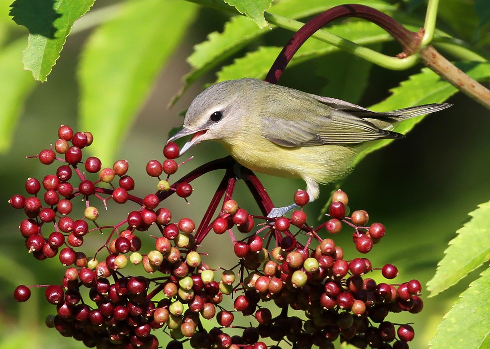 Philadelphia Vireo - Ryan Brady