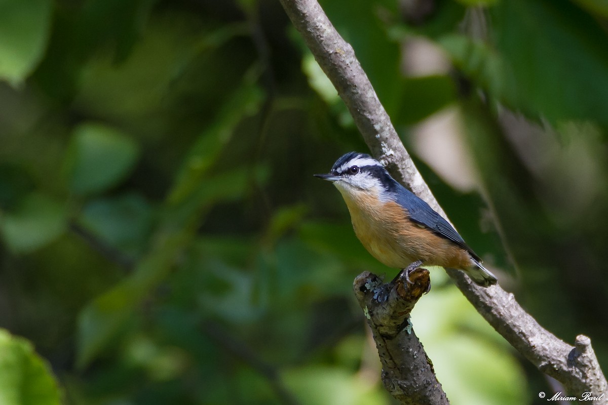 Red-breasted Nuthatch - Miriam Baril