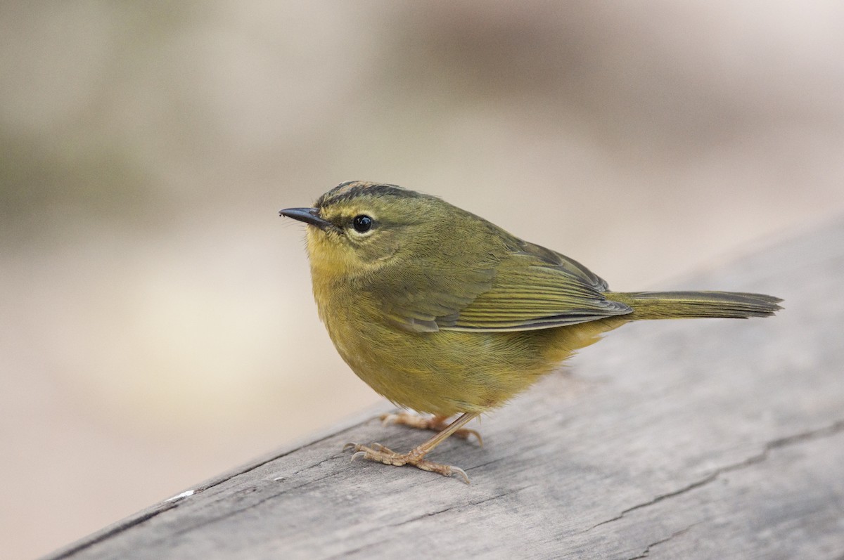 Two-banded Warbler - ML111842421