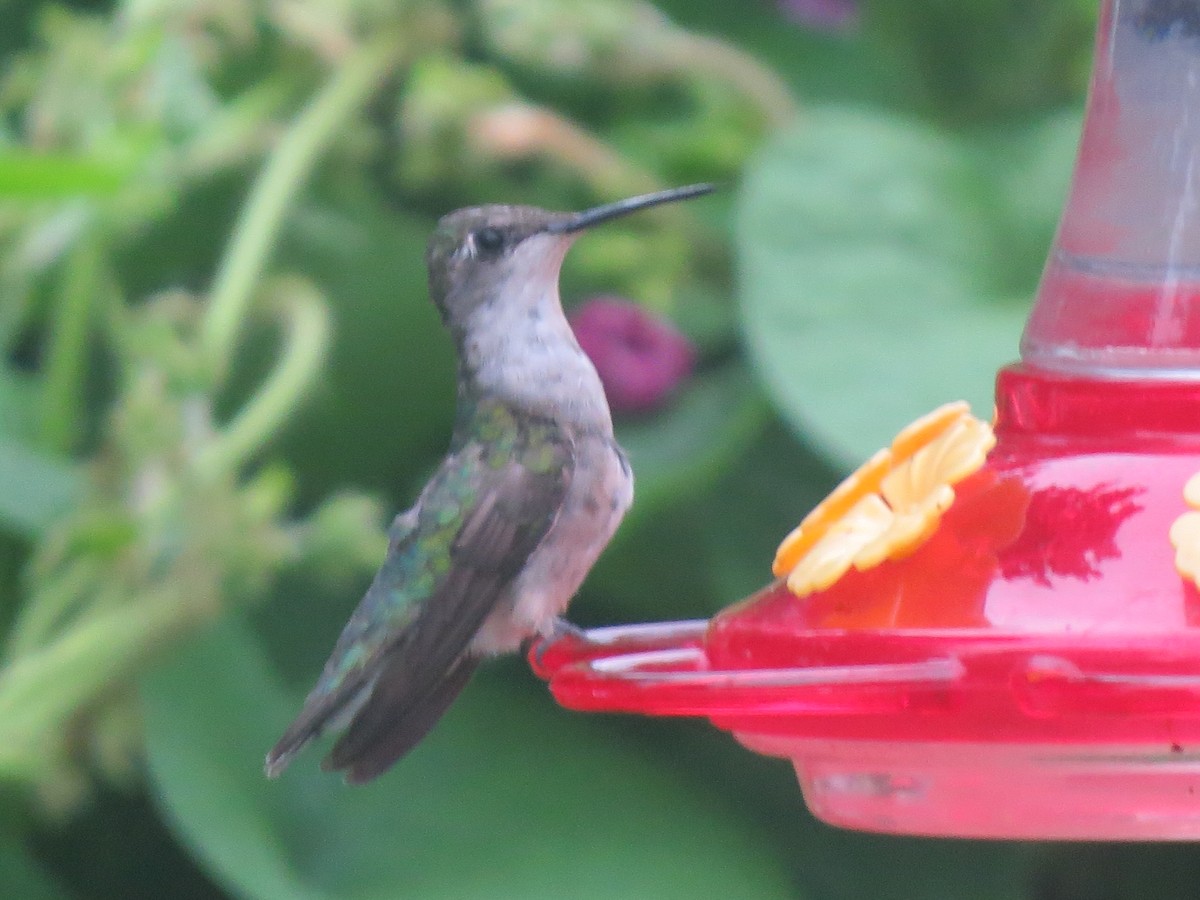 Ruby-throated Hummingbird - Mayte Torres
