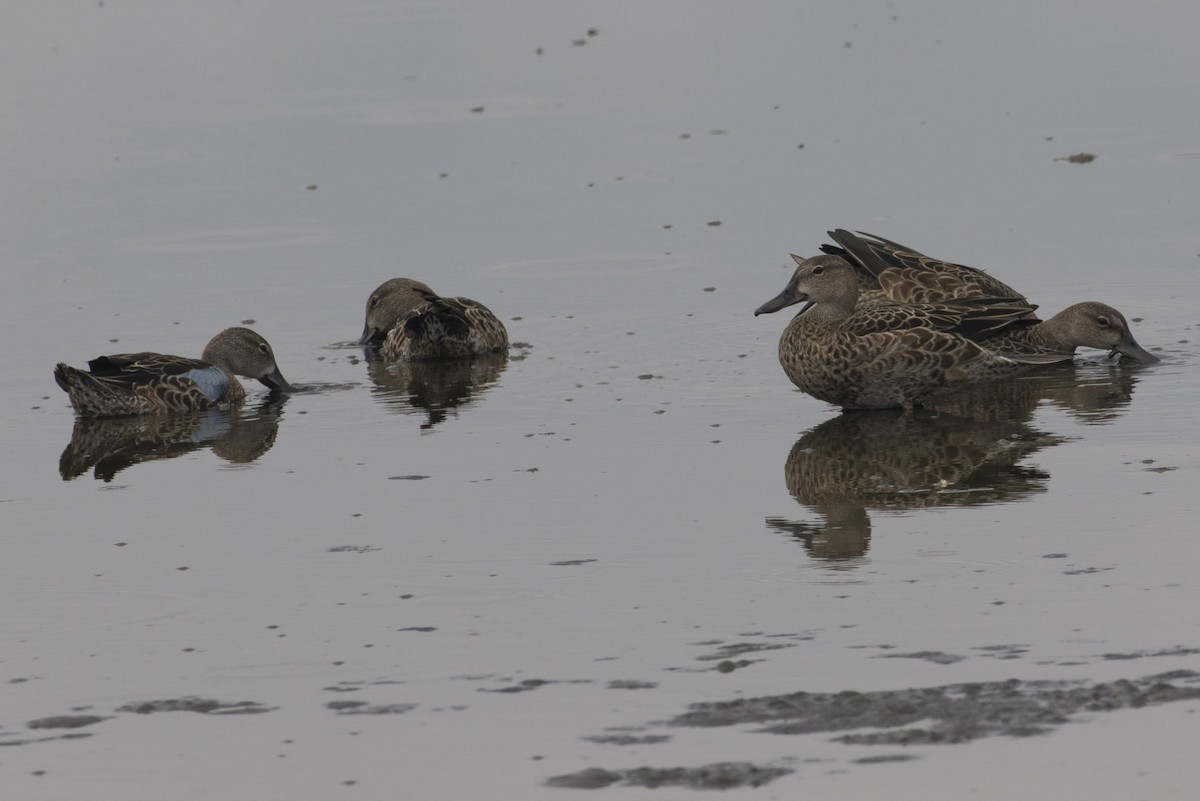 Blue-winged Teal - ML111843761