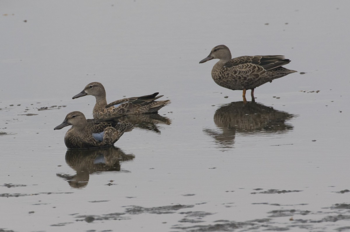 Blue-winged Teal - ML111843771