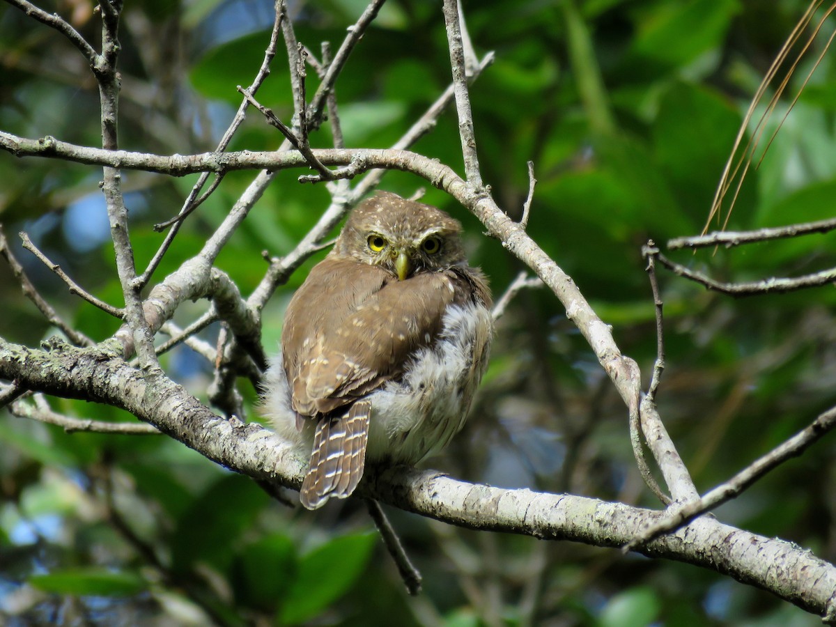 Northern Pygmy-Owl (Guatemalan) - John van Dort