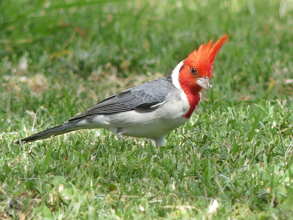 Red-crested Cardinal - ML111850341
