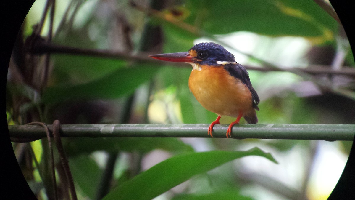 New Britain Dwarf-Kingfisher - Jay VanderGaast