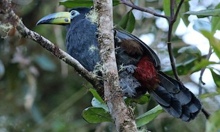  - Hooded Mountain-Toucan