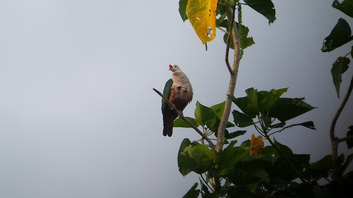 Red-knobbed Imperial-Pigeon - ML111852441