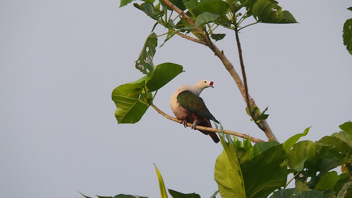 Red-knobbed Imperial-Pigeon - ML111852451