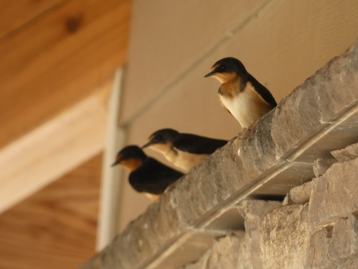 Barn Swallow - ML111853301
