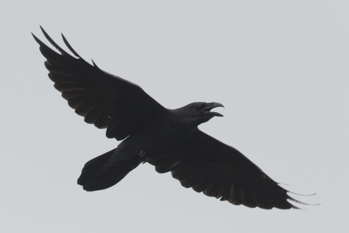 Common Raven - David Brown