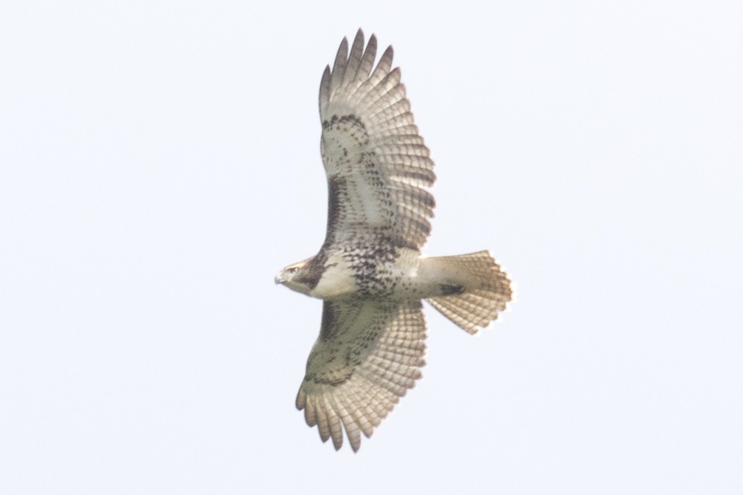 Red-tailed Hawk - ML111856631