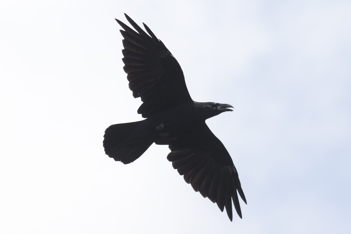 Common Raven - ML111856741