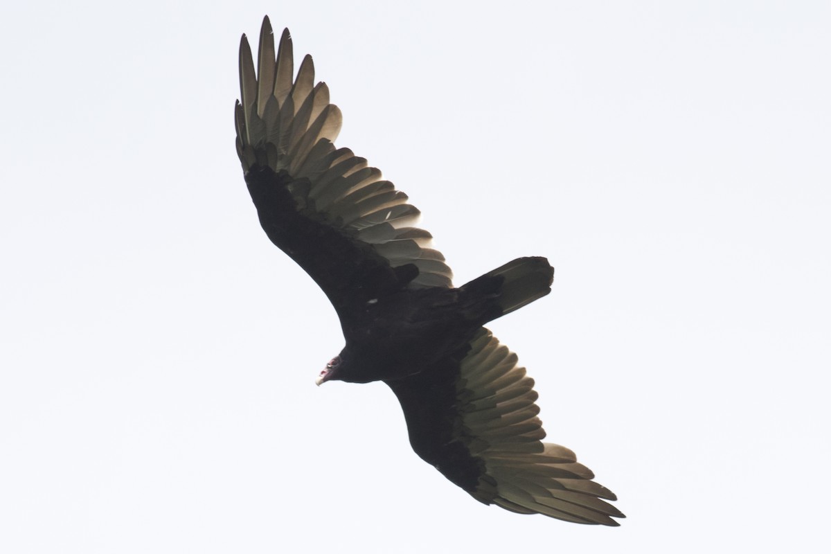 Turkey Vulture - ML111856781
