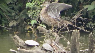 Wood Duck, ML111860811