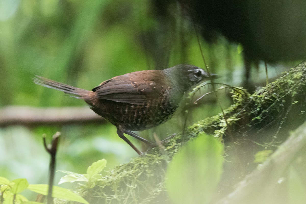 Rusty-belted Tapaculo - Rob Felix