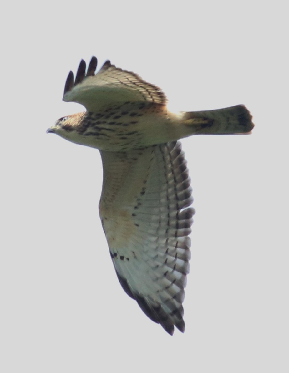 Broad-winged Hawk - ML111866181