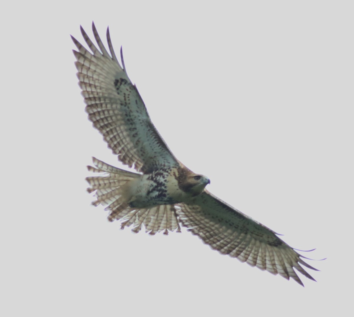 Red-tailed Hawk - ML111866271