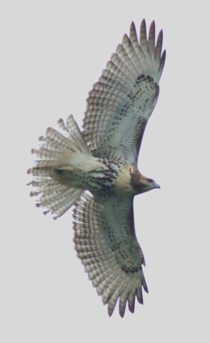 Red-tailed Hawk - ML111866291