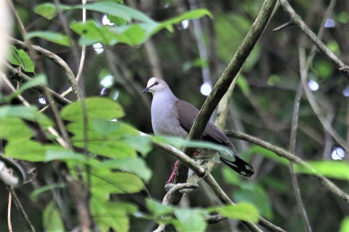 Gray-chested Dove - ML111866381