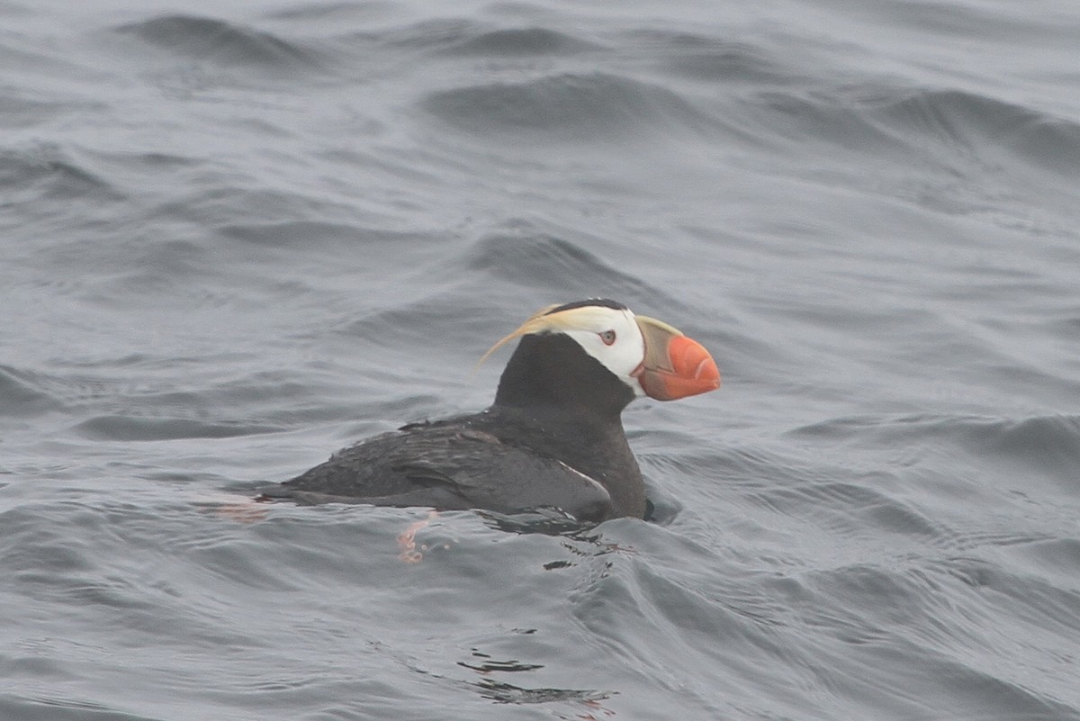 Tufted Puffin - ML111867031